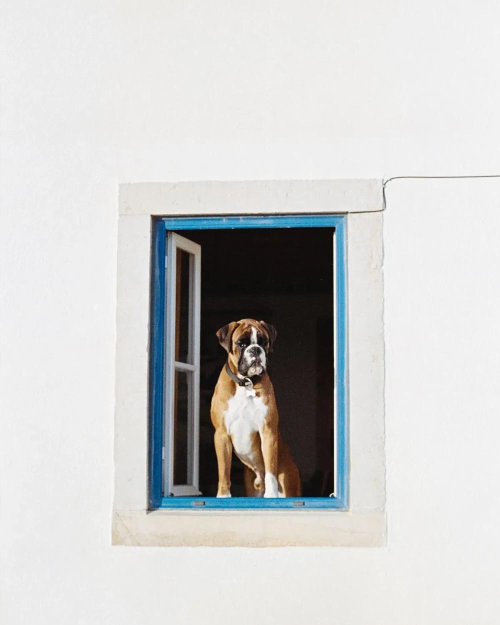Dog